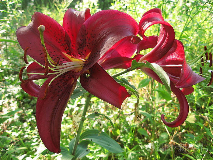美丽的红色百合花在花园里绽放.花的彩色照片