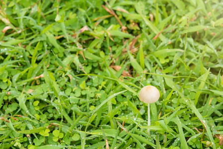 雨纹纹理后生长在绿草上的蘑菇 b