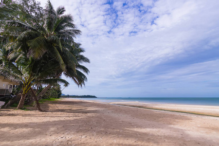 滩海和椰子树图片