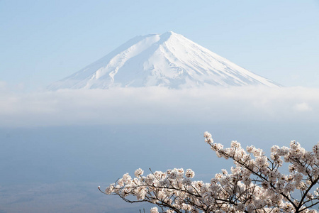 用樱花盛开的作为前景色为背景的日本富士山
