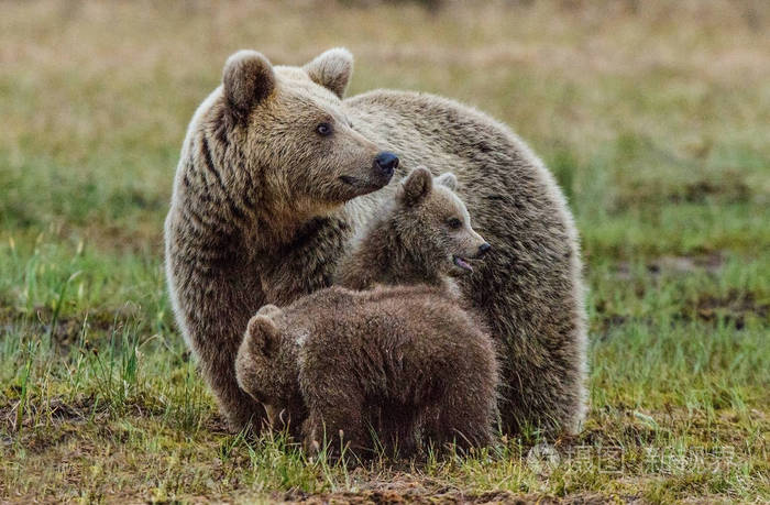 母熊和小熊的棕色的熊