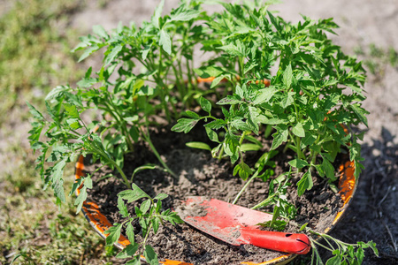 在温室里发芽的托盘里种番茄
