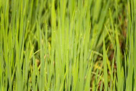 水稻田绿稻叶片的软聚焦。泰国