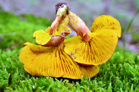 phylloporus pelletieri 蘑菇