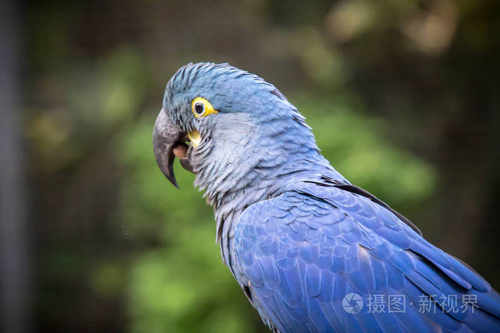 下载小样发票合同问题/举报蓝色大嘴鸟眼巨嘴鸟的分支猩红色的