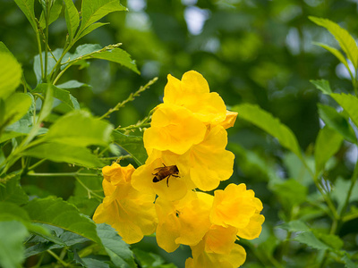 蜂蜜蜜蜂飞向黄花图片