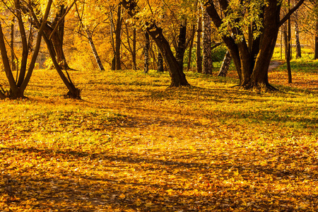 秋天的一天，公园里的枫树和桦树，上面有黄绿色和红色的叶子树叶覆盖的草。
