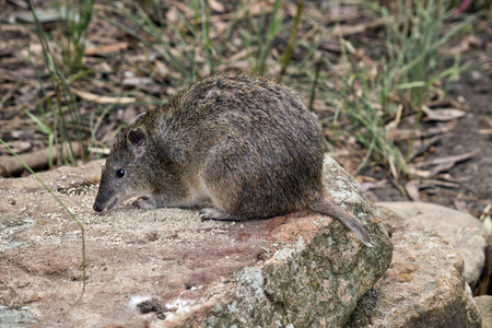 长长的鼻子 potoroo