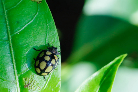 叶子上的瓢虫图片-叶子上的瓢虫素材-叶子上的瓢虫插画-摄图新视界