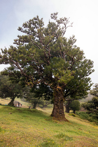 Fanal 老月桂树树位置