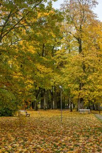 秋彩树叶子背景图案在阳光公园