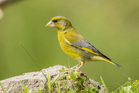 绿色雀科,虎尾虎尾照片