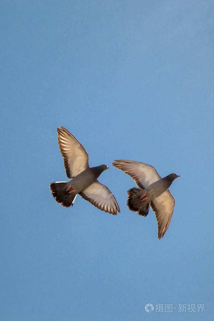 双鸽在空气中飞行