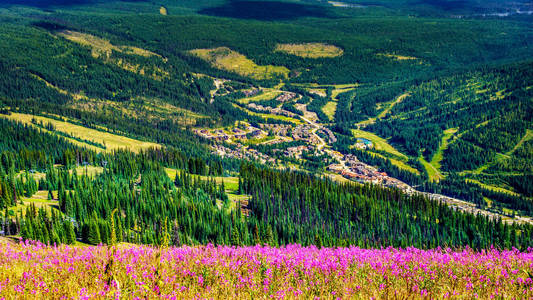 徒步穿越高山牧场开满了粉红火草花和俯瞰高山太阳村峰