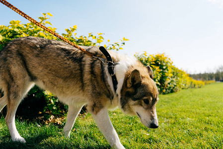 美丽的灰色大狗，类似于一只狼，漫步在绿草