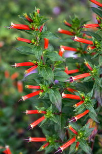 菠萝鼠尾草花