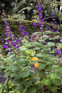 Tibouchina urvilleana 花