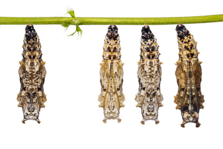 马来草蛉虫豹 (cethosia cyane) 草蛉虫蛹照片