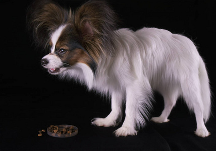 美丽的年轻公狗大陆玩具猎犬蝴蝶吃干粮在黑色背景上