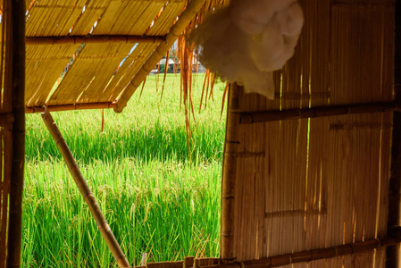 从南京市的帽子窗口看青米稻谷图片