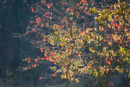 秋季彩色树叶背景图案在河边