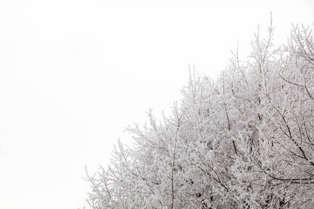 在冬日里的雪天树枝