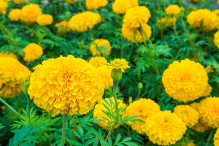 在花园里的美丽的黄色万寿菊鲜花