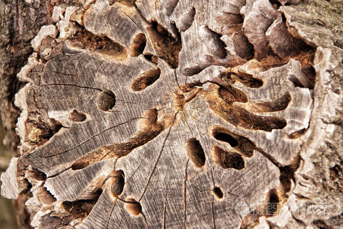 详细的木切被虫子吃了