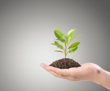 人类的双手托着发芽照片