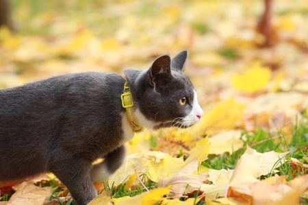 街上一只灰色的猫用皮带走路