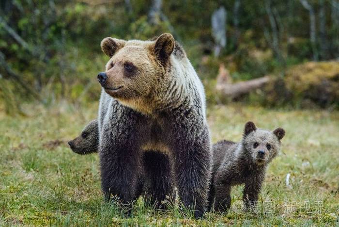 母熊和小熊的棕色的熊
