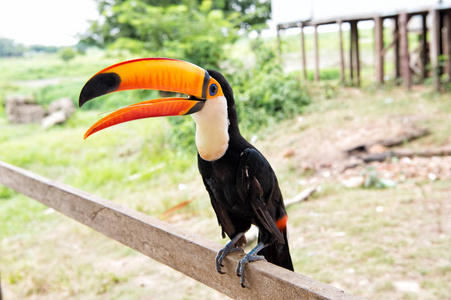 托科巨嘴鸟鸟在博卡德瓦莱里娅，巴西