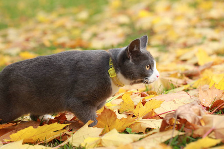 街上一只灰色的猫用皮带走路