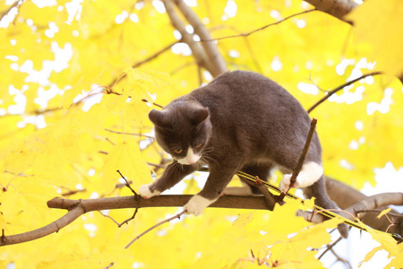 街上一只灰色的猫用皮带走路