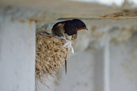 燕子的巢图片