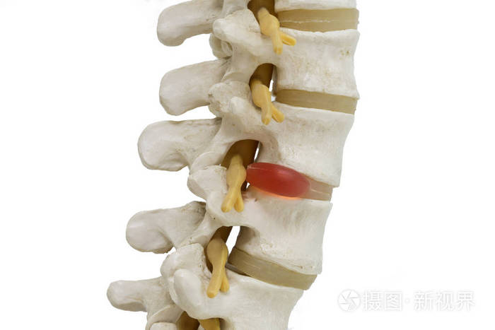腰脊柱模型在白色背景上孤立