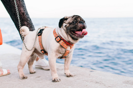 美丽可爱的狗, 小尺寸的码头上的背景上的海上皮带