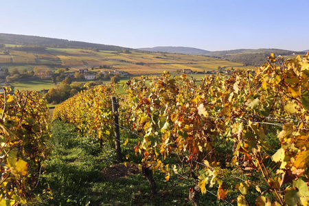 法国勃艮第地区 秋天葡萄园