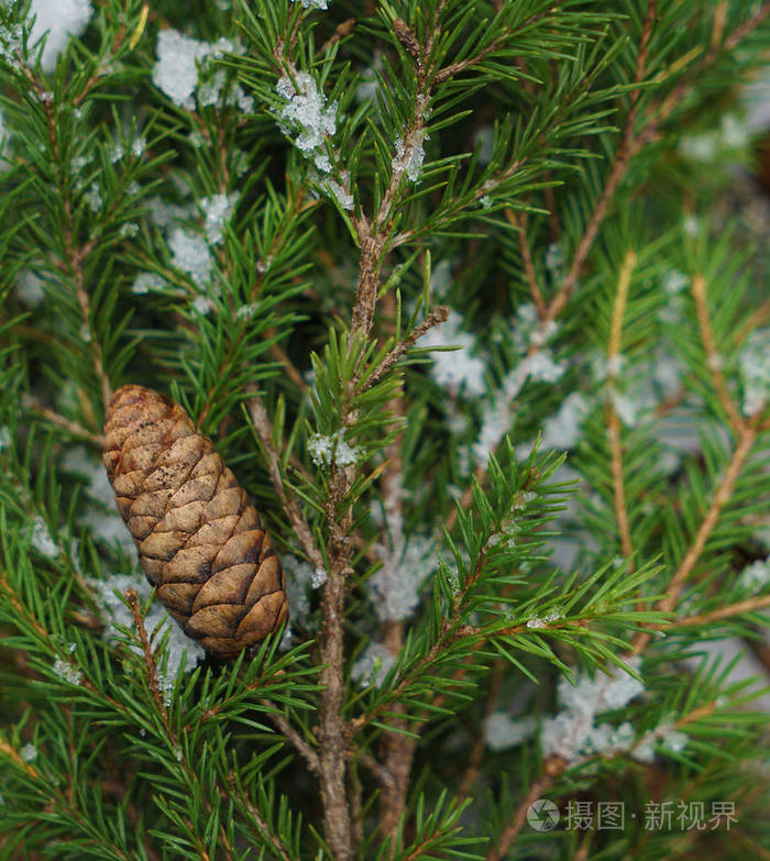 枞树分支在雪上