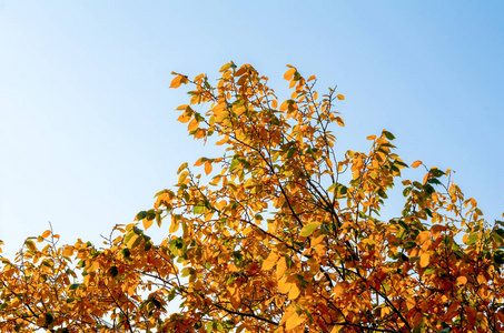 美丽明亮的秋树