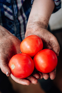 新鲜成熟的红番茄，在农民手中