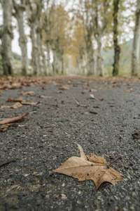秋天被树木包围的路上的枯叶