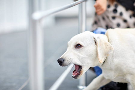 可爱的小狗走图片