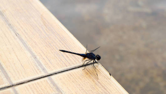 在清莱的温泉里的蜻蜓