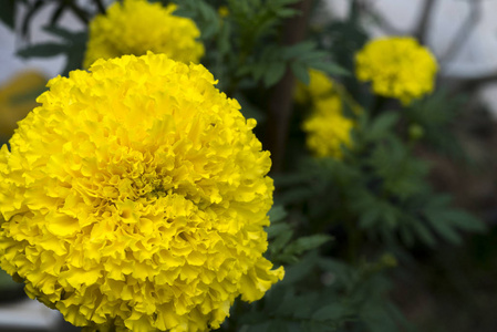 绿色花园中的万寿菊黄花田