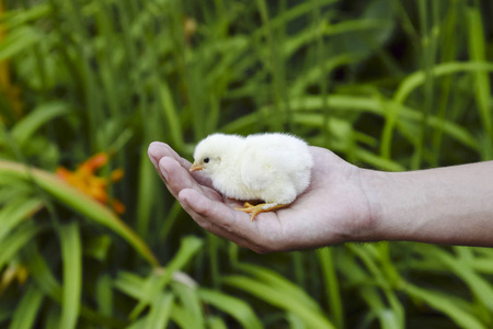 男人小鸡对女鸡图片