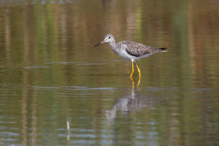 更多 yellowlegs 鸟