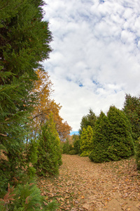 在秋天的落叶与桧的垂直图像。公园巷
