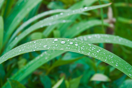 雨后的草滴