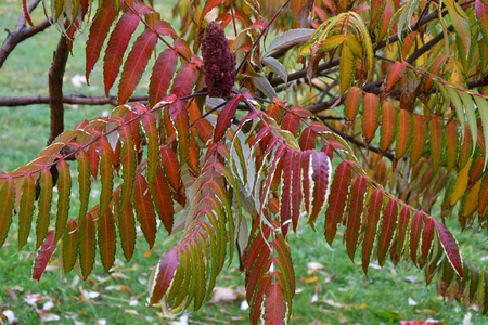 秋天的叶子树苏马克LAT。 斑疹伤寒